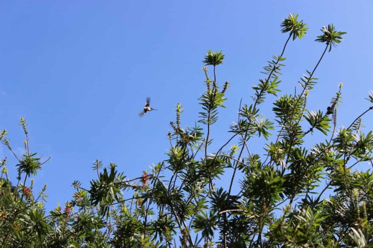 Week 2 of Marathon Training. The Goodness of Carbs. Also: Hummingbirds!