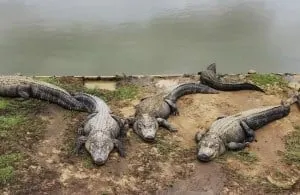 alligatorfarmsummerdaleal