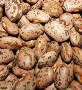speckledbeans