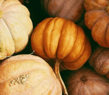 Vegan Thanksgiving survival tips and recipes | Vegan Runner Eats Vegan Thanksgiving survival tips and recipes